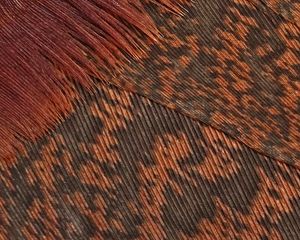 Превью обои перья, поверхность, макро, текстура, коричневый