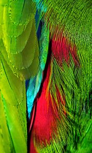 Превью обои перья, разноцветные, яркие, переливающиеся, расцветка