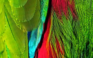 Превью обои перья, разноцветные, яркие, переливающиеся, расцветка