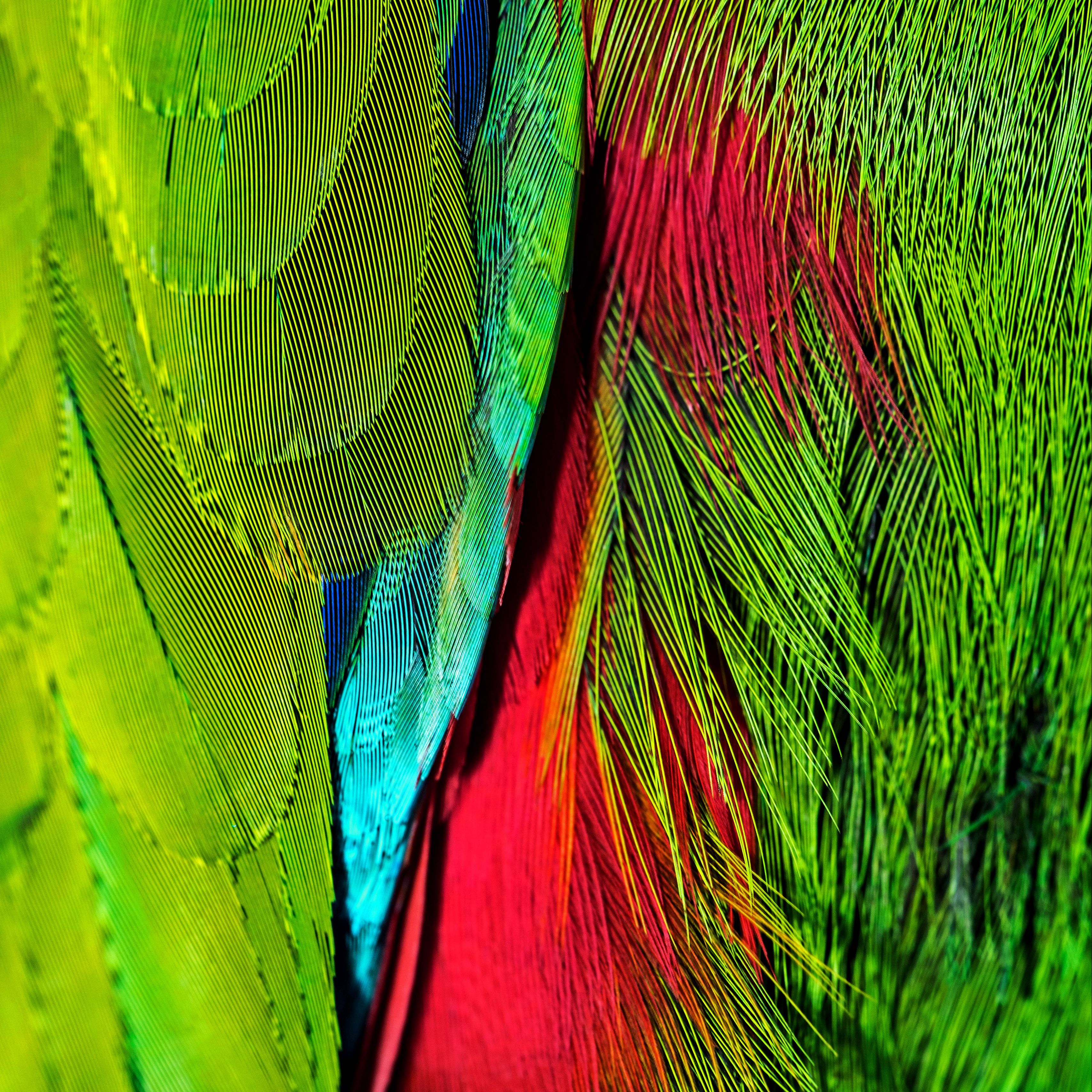 Colourful feathers. Цветные перья. Переливающиеся перья. Яркие перья. Фотообои цветные перья.