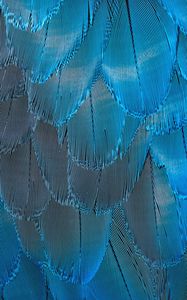 Превью обои перья, синий, переливающийся, макро, текстура