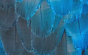 Превью обои перья, синий, переливающийся, макро, текстура