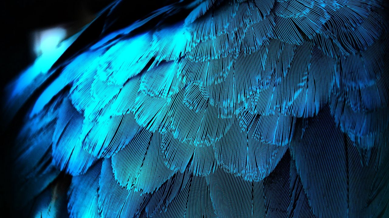 Обои перья, текстура, фон, синий