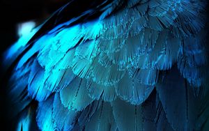 Превью обои перья, текстура, фон, синий