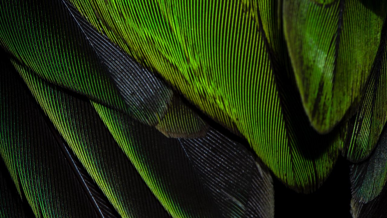 Обои перья, текстура, окрас, зеленый
