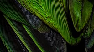Превью обои перья, текстура, окрас, зеленый