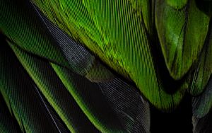 Превью обои перья, текстура, окрас, зеленый