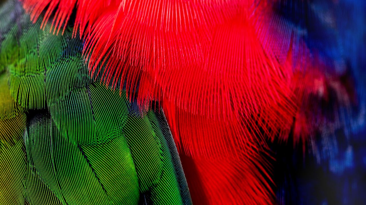 Обои перья, зеленый, красный, птица