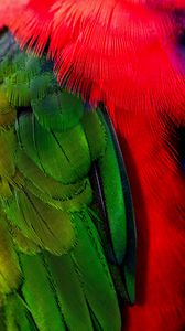 Превью обои перья, зеленый, красный, птица