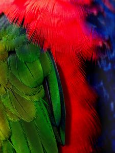 Превью обои перья, зеленый, красный, птица