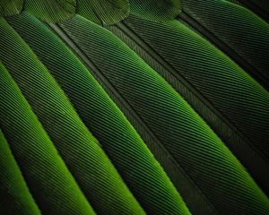 Превью обои перья, зеленый, окрас, птица, фон