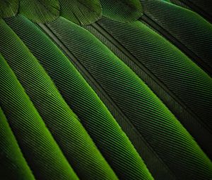 Превью обои перья, зеленый, окрас, птица, фон
