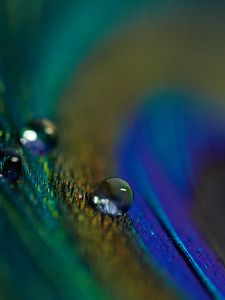 Превью обои перо, капля, макро, вода