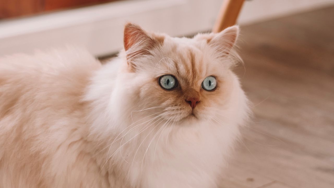 Обои персидская кошка, кошка, питомец, белый, пушистый