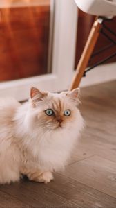 Превью обои персидская кошка, кошка, питомец, белый, пушистый