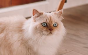 Превью обои персидская кошка, кошка, питомец, белый, пушистый