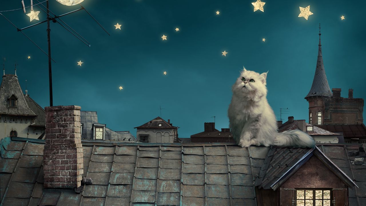 Обои персидские белый кот, котенок, сказка, фэнтези, крыши, дома, небо, ночь, звезды, луна