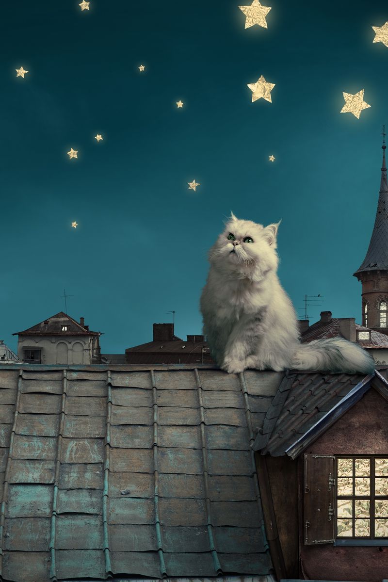 Кот на крыше ночью