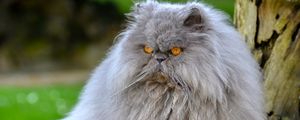 Превью обои персидский кот, кот, пушистый, сердитый