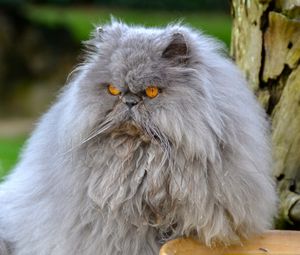 Превью обои персидский кот, кот, пушистый, сердитый