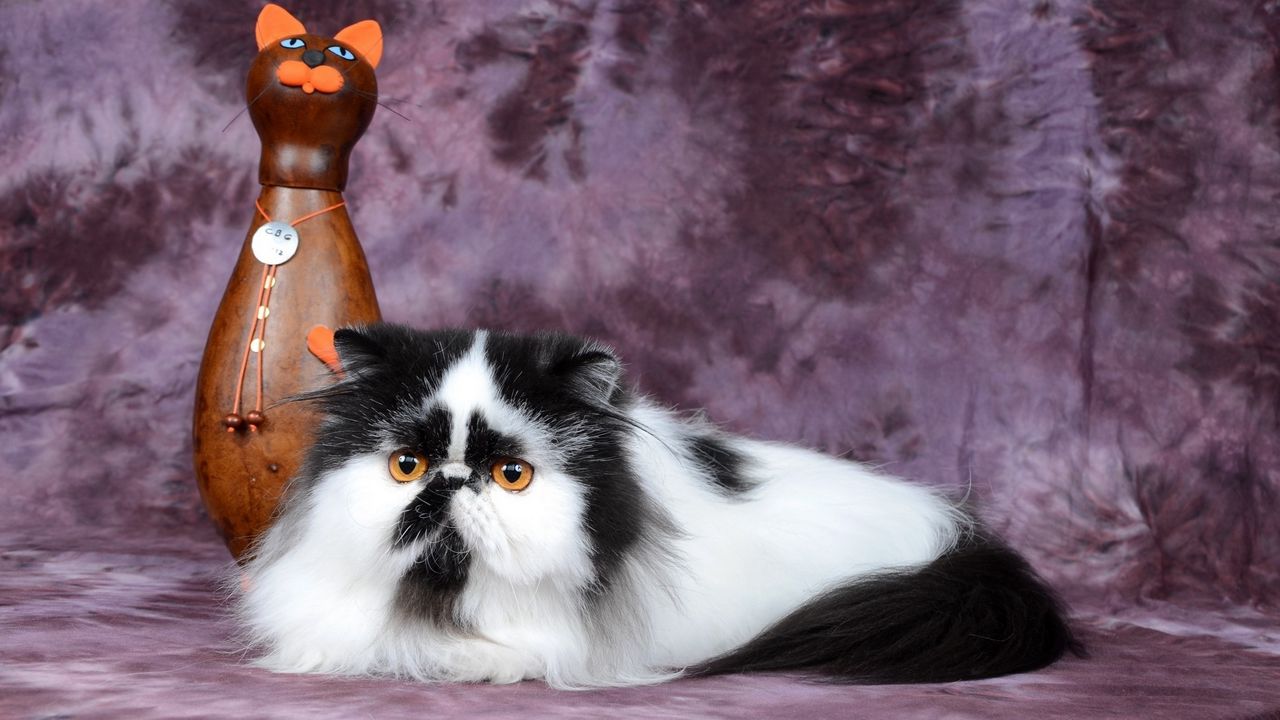Обои персидский кот, статуэтка, кот, пятнистый