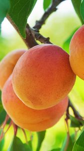 Превью обои персик, фрукт, дерево, ветка