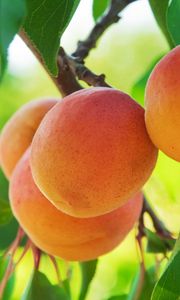 Превью обои персик, фрукт, дерево, ветка