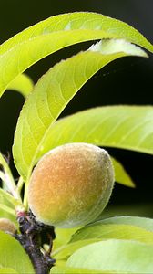 Превью обои персик, фрукт, листья, ветка, размытие, макро
