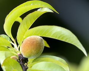 Превью обои персик, фрукт, листья, ветка, размытие, макро