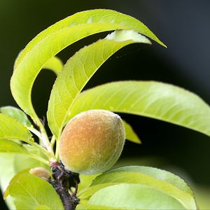 Превью обои персик, фрукт, листья, ветка, размытие, макро