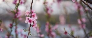 Превью обои персик, цветы, лепестки, ветка