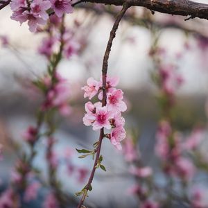 Превью обои персик, цветы, лепестки, ветка