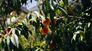 Превью обои персики, фрукты, дерево, ветки