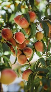 Превью обои персики, фрукты, дерево, ветки, листья