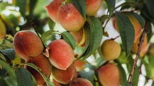 Превью обои персики, фрукты, дерево, ветки, листья