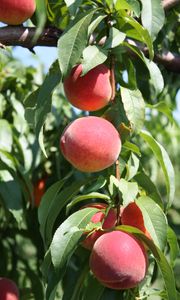 Превью обои персики, фрукты, спелый, ветки, листья, макро