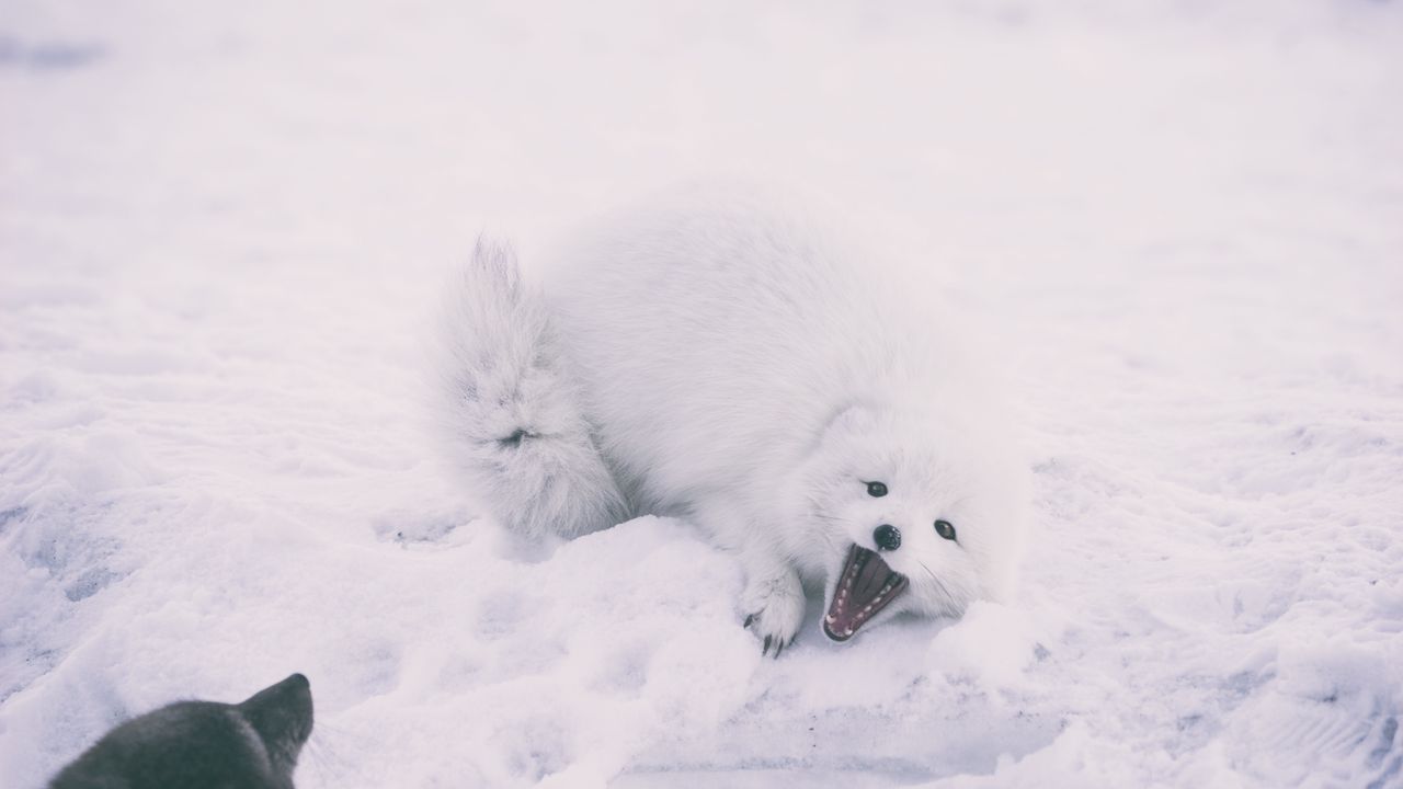 Обои песец, арктическая лиса, игривый, снег