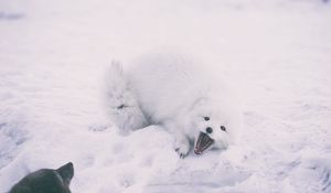 Превью обои песец, арктическая лиса, игривый, снег