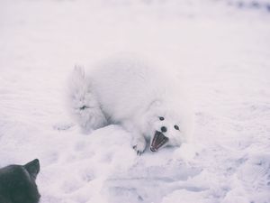 Превью обои песец, арктическая лиса, игривый, снег