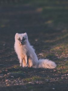 Превью обои песец, арктическая лиса, сидит