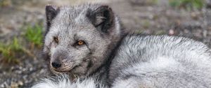 Превью обои песец, дикая природа, животное, дикое животное