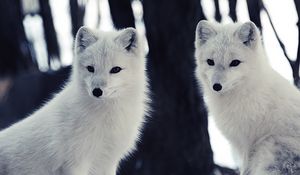 Превью обои песец, дикая природа, животное