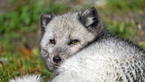 Превью обои песец, дикий, дикое животное, дикая природа, животное