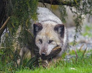 Превью обои песец, лис, животное, взгляд, пушистый