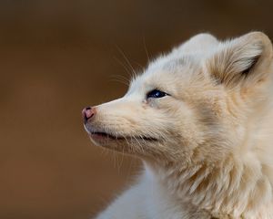 Превью обои песец, морда, шерсть, профиль