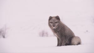 Превью обои песец, полярная лиса, снег, сидит