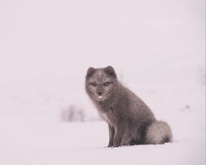 Превью обои песец, полярная лиса, снег, сидит