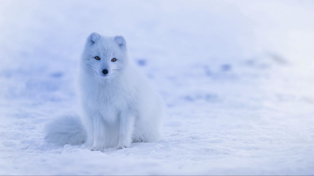Обои песец, полярная лисица, арктическая лиса