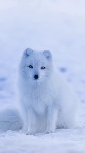 Превью обои песец, полярная лисица, арктическая лиса