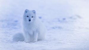 Превью обои песец, полярная лисица, арктическая лиса